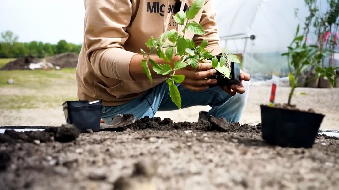A man planting a seedling in June. 