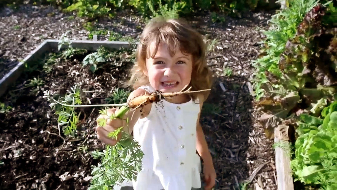 A child harvesting a carrot from the garden.