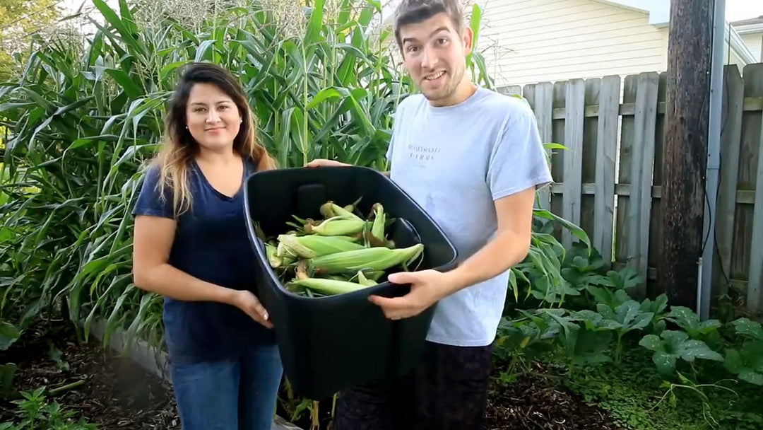 A man and woman harvesting corn in their garden.