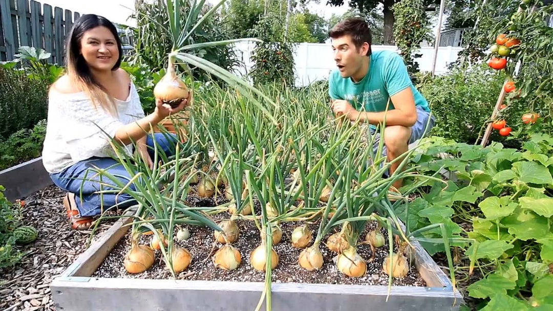 A woman harvesting a large onion.