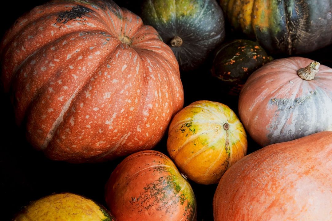 A harvest of ripe pumpkins and winter squash.