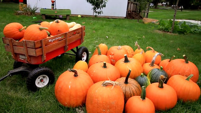 How to Tell When to Harvest Pumpkins & Other Winter Squash