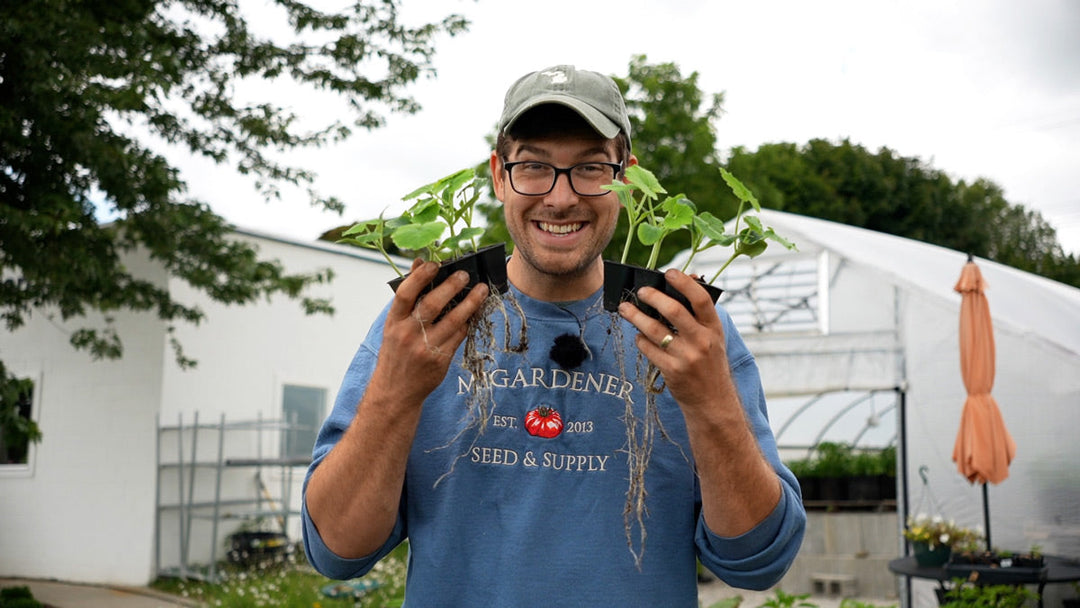 A man holding seedlings ready for transplanting.