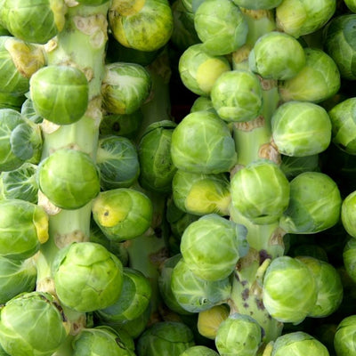 Brussel Sprout