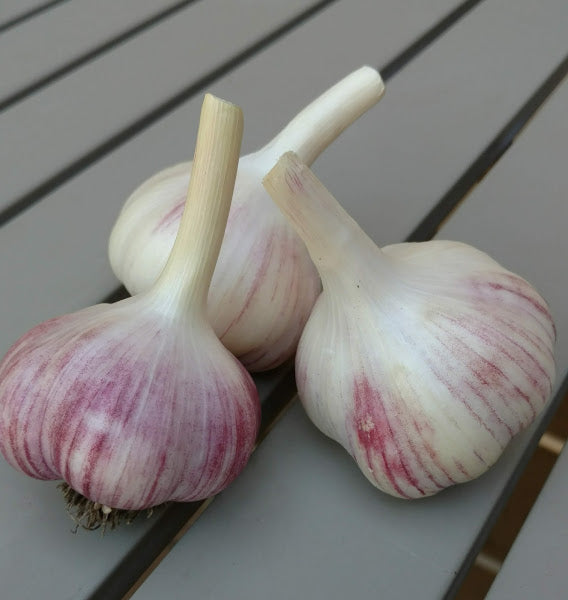 Chrysalis Purple Garlic (Hardneck)