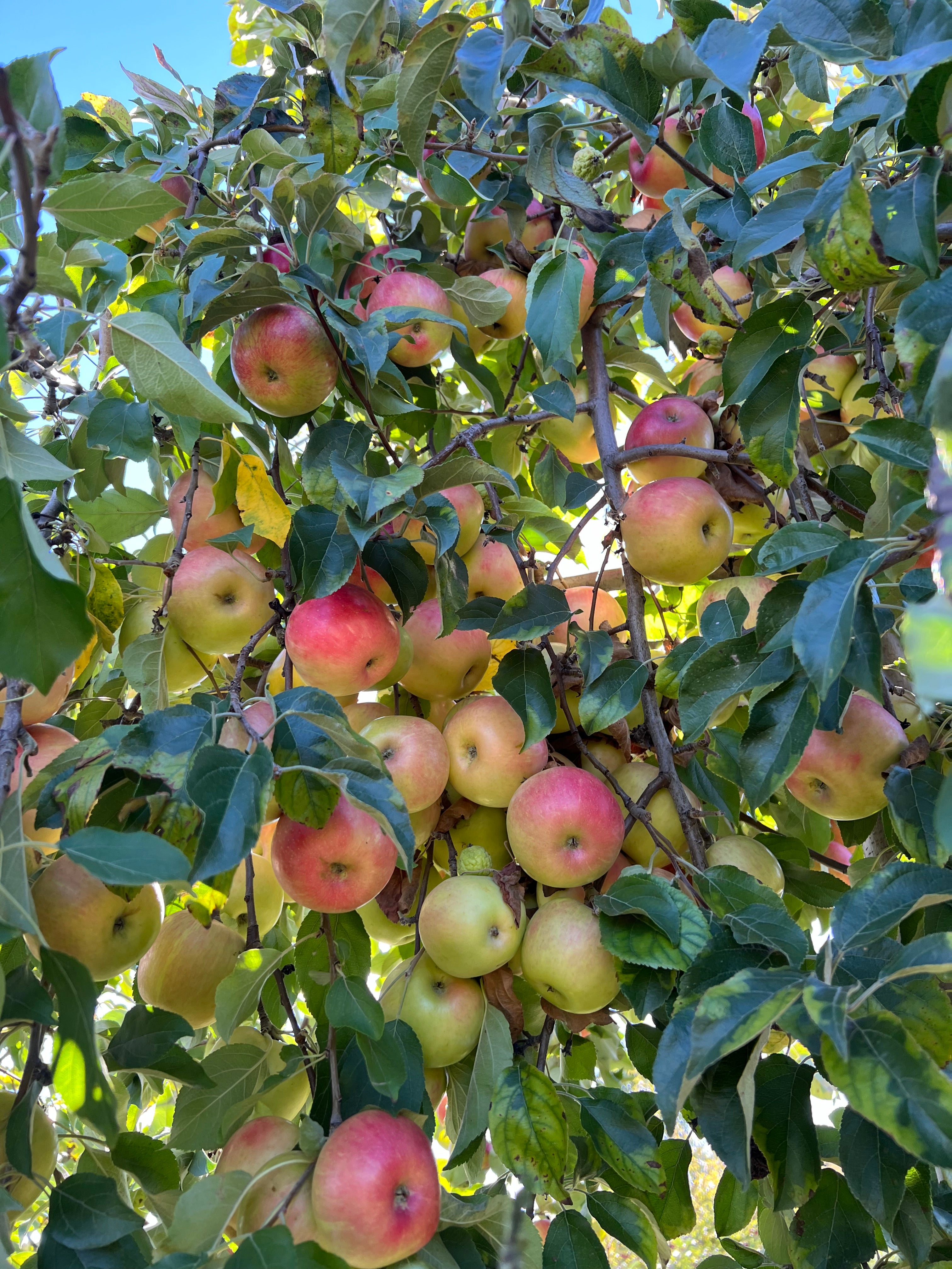 Adopt An Heirloom Fruit Tree – MIgardener