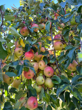 Adopt An Heirloom Fruit Tree