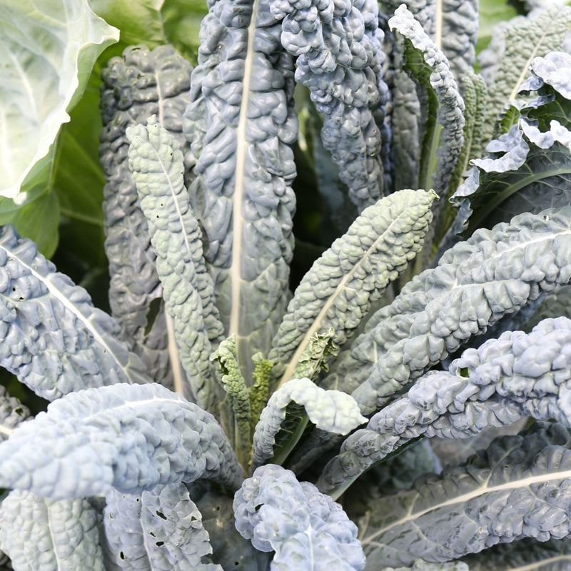 Block Kale Black Magic Kale – MIgardener