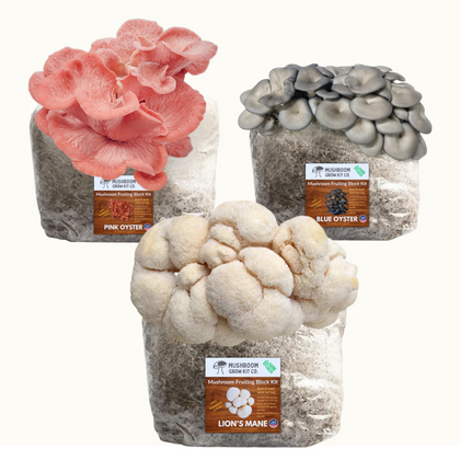 3 Pack - Premium Lion's Mane, Pink, and Blue Oyster Mushroom Fruiting Block Grow Kits - 15 LBS