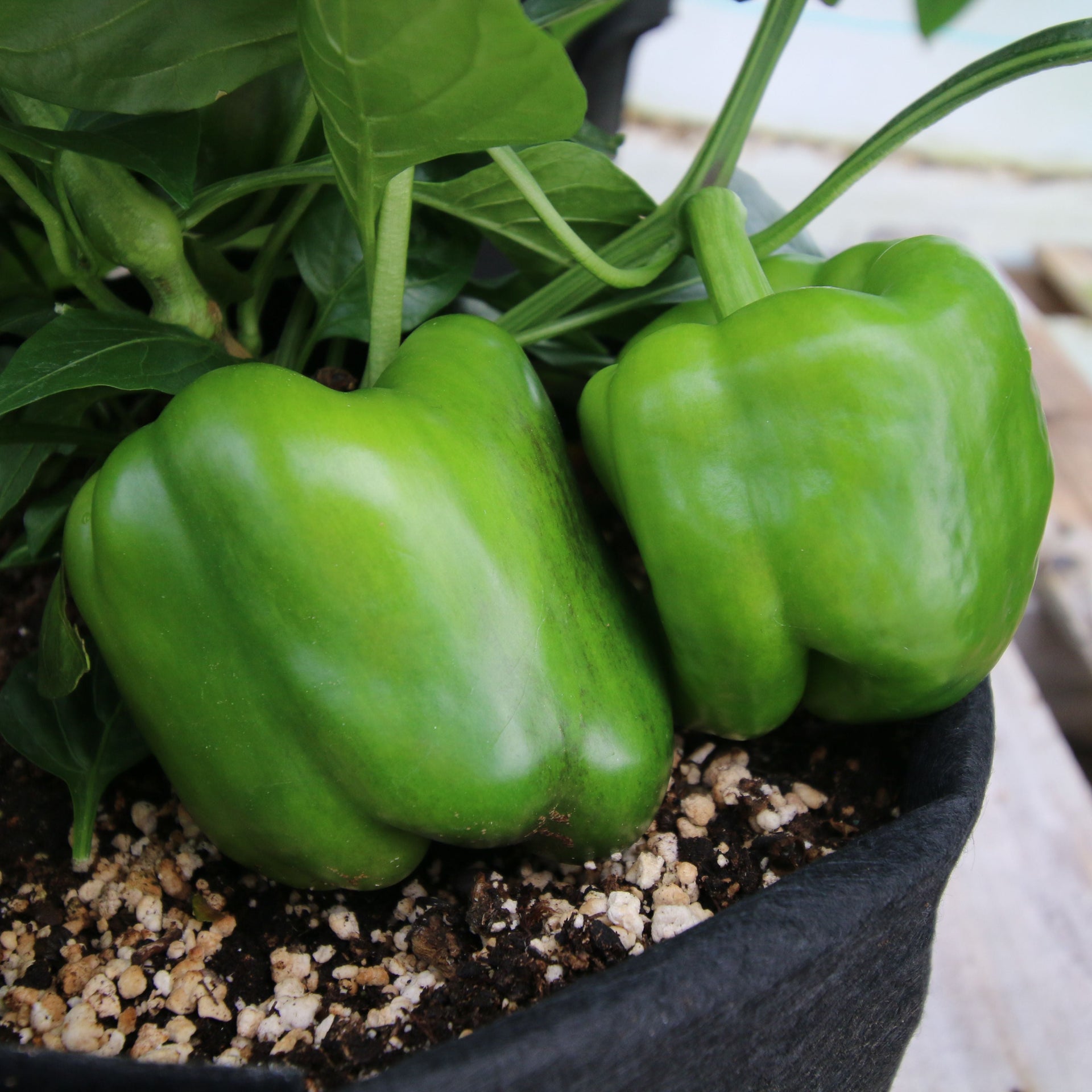 California Wonder Bell Pepper – MIgardener