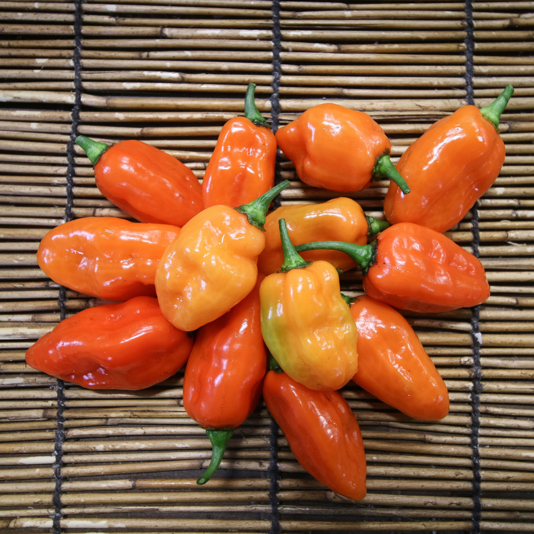 Habanero Orange Pepper