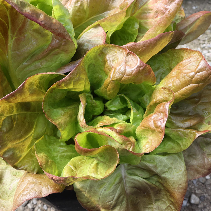 Marvel of 4 Seasons Lettuce