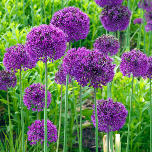 Allium Purple Sensation (5 ct)