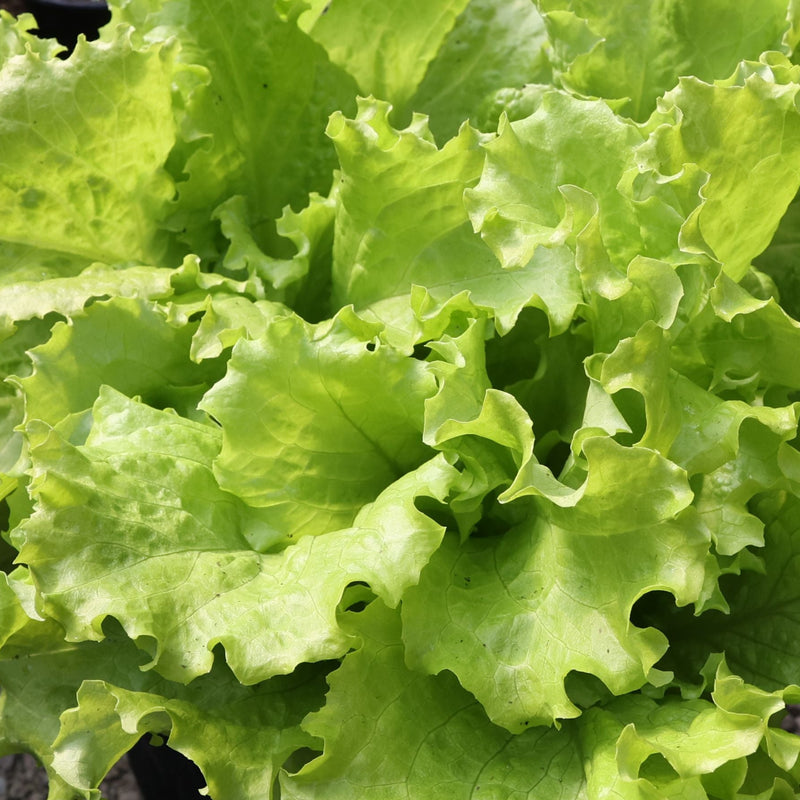 Black Seeded Simpson Lettuce