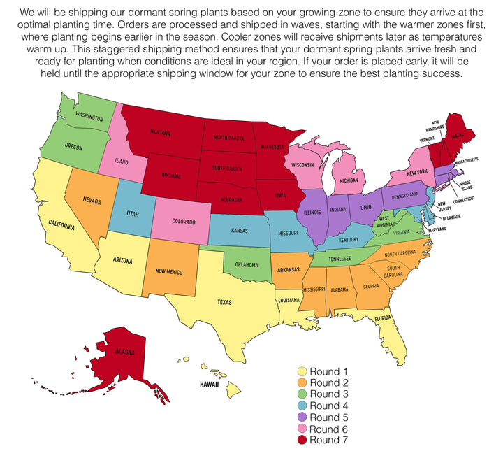 All-Star Strawberry (JuneBearing)