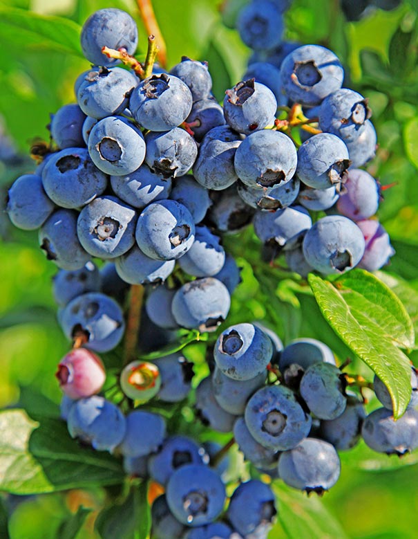 Duke Blueberry (1 Plant)