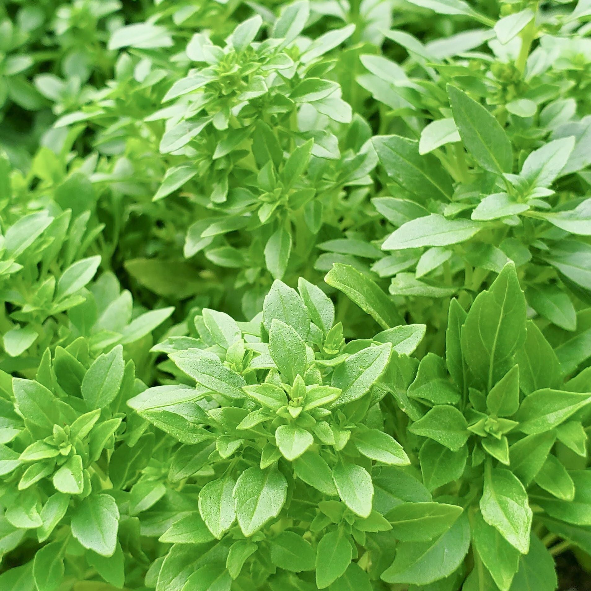 Spicy Globe Basil – MIgardener