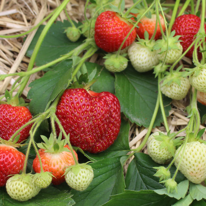 Brunswick Strawberry (Junebearing)