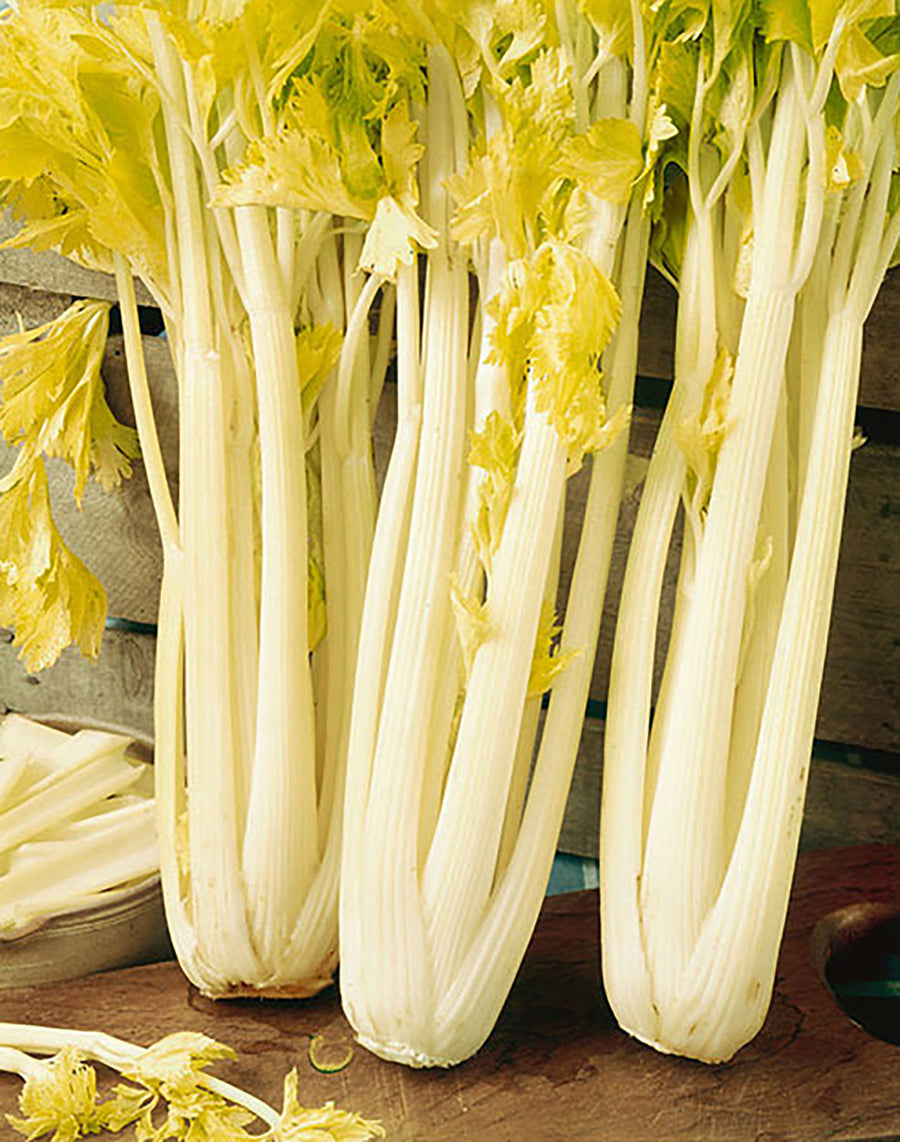 Celery – MIgardener