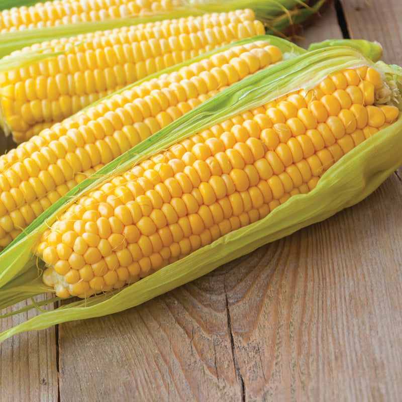 thumbnail image 2 of Kandy Korn Hybrid Yellow Sweet Corn Seeds – Treated, Full Sun, Spring/Fall Planting 2 of 6