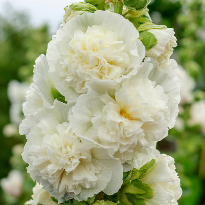 Majorette Double White Hollyhock