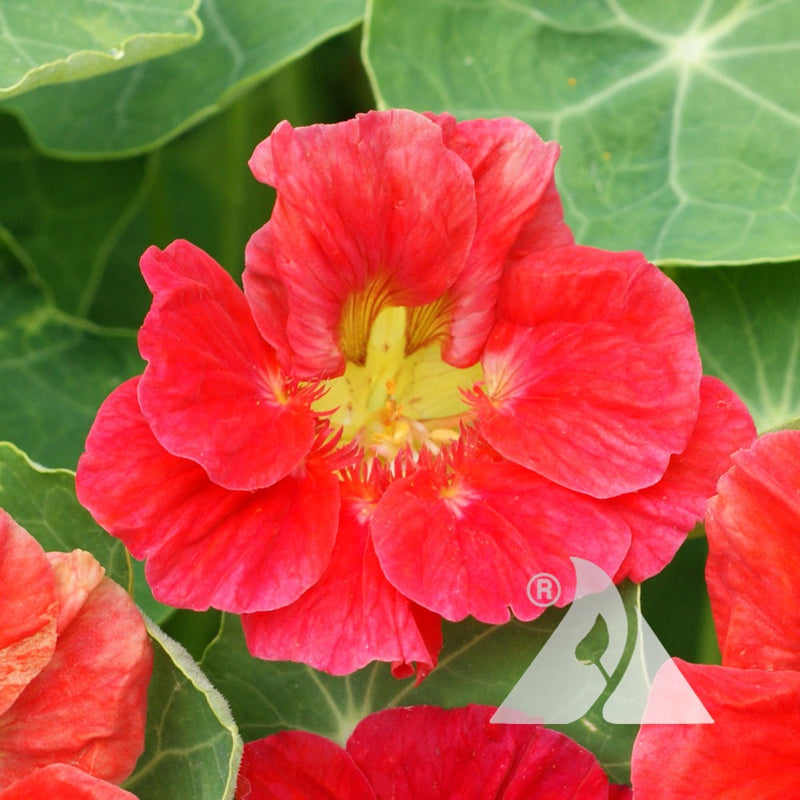 Cherry Rose Nasturtium