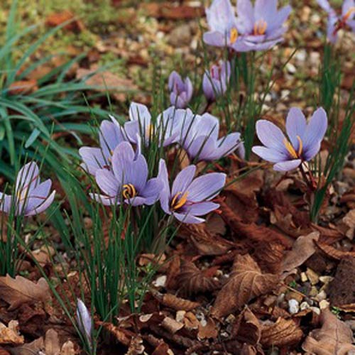 Saffron Crocus (10 ct)