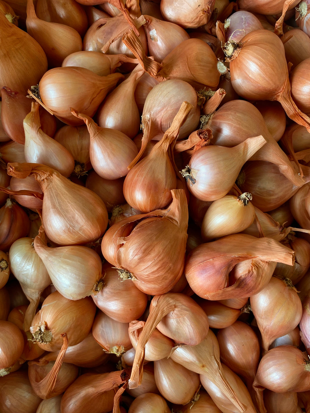 Dutch Red Shallot - 1/4 Pound