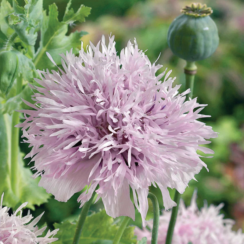 Lilac Pompom Poppy