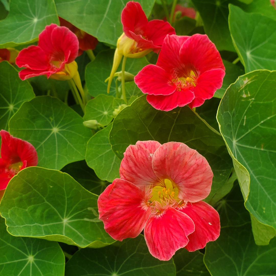 cherry rose nasturtium seeds Cherry Rose Nasturtium