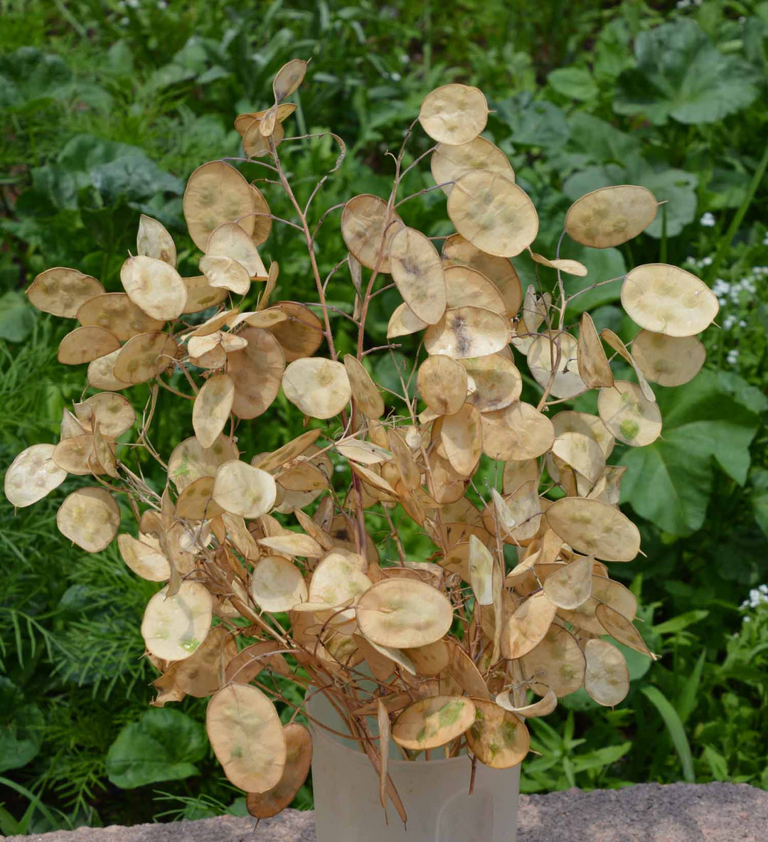 lunaria money tree Lunaria (Money Plant)