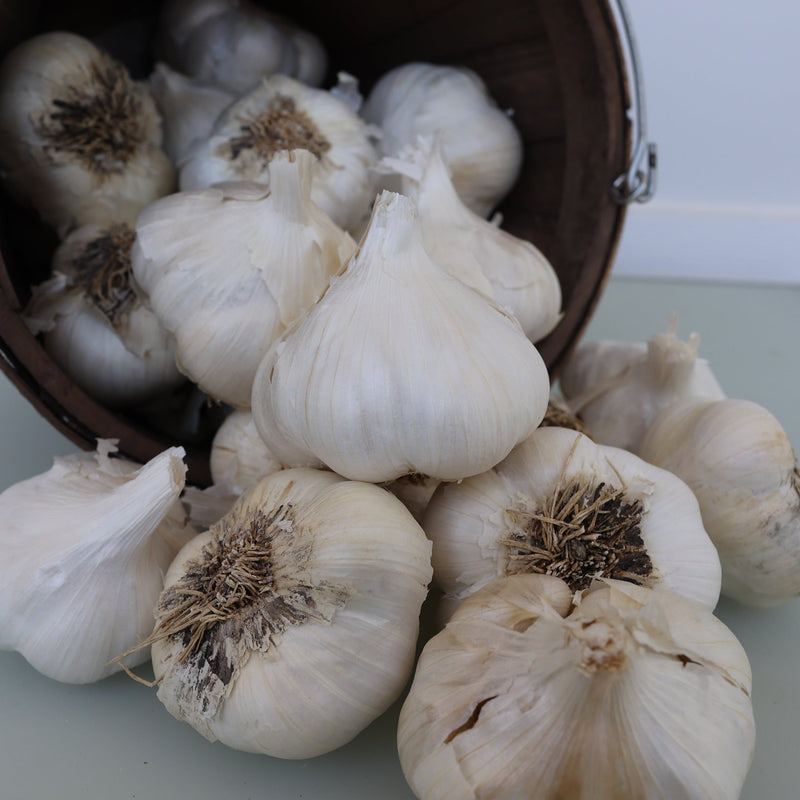 California (Softneck) Garlic