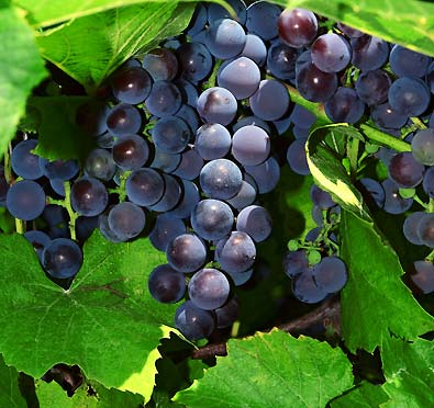 St. Croix Bluish-Red Grape