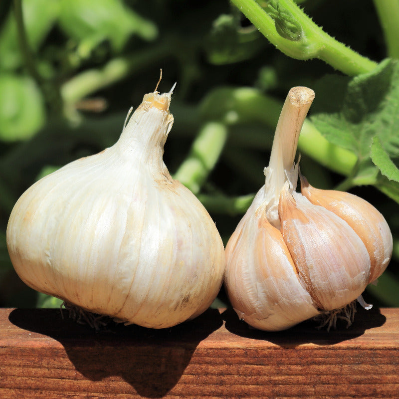 German Red (Hardneck) Garlic – MIgardener