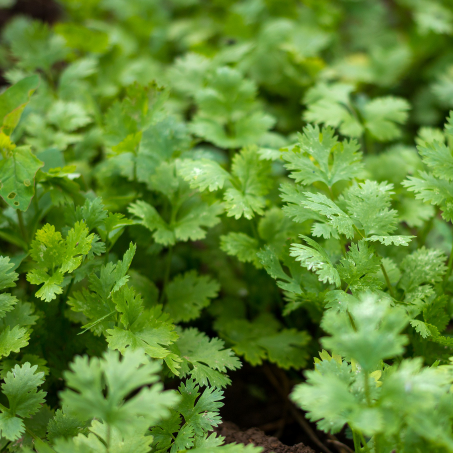 All – MIgardener