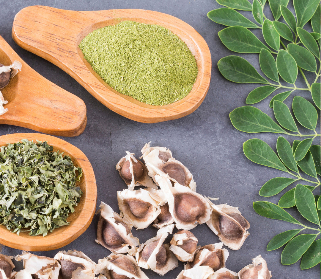 where to buy moringa seeds for planting Moringa – MIgardener