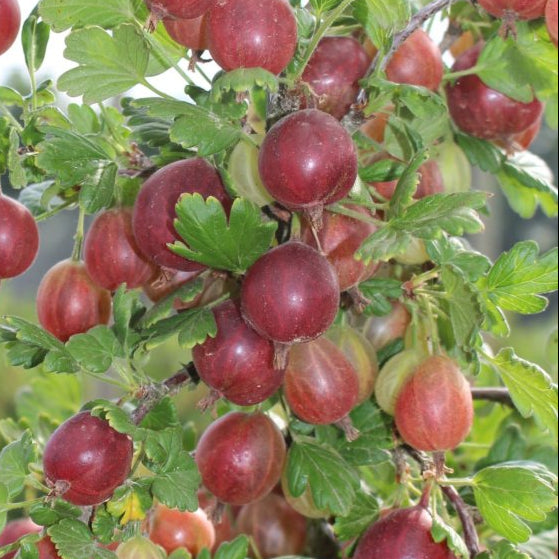 Hinnomaki Red Gooseberry