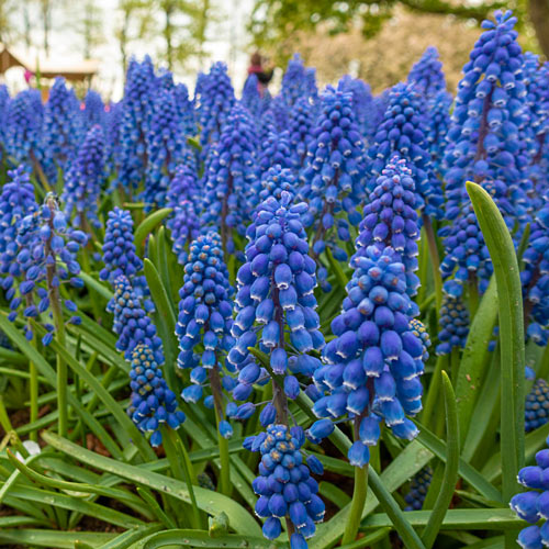 Grape Hyacinth (Muscari) (25 ct)