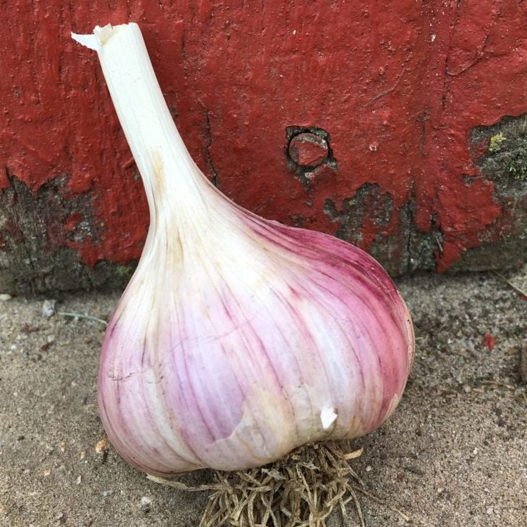 Red Grain Garlic (Hardneck)