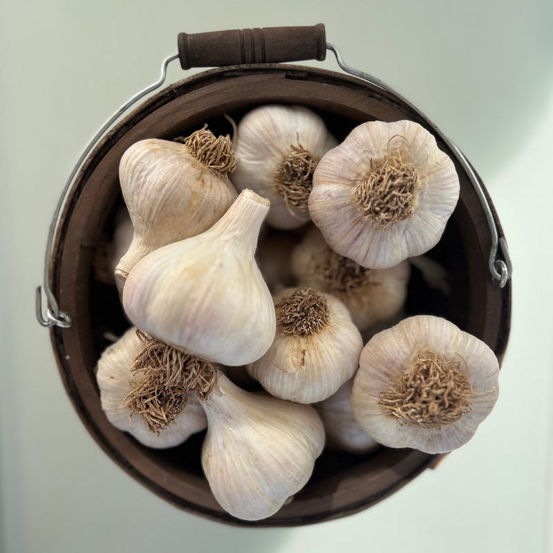 German White Garlic (Hardneck)
