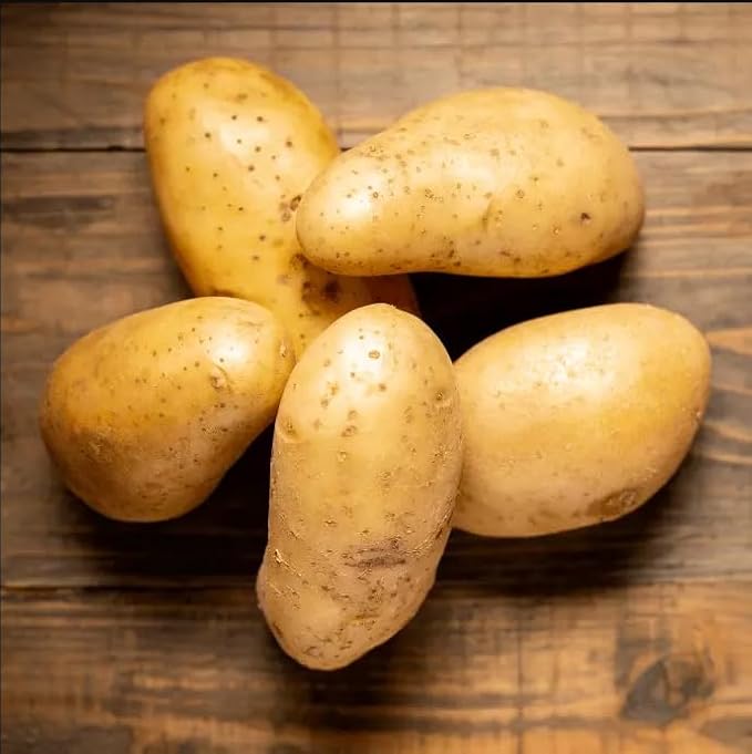 PRE-ORDER: Kennebec Seed Potato