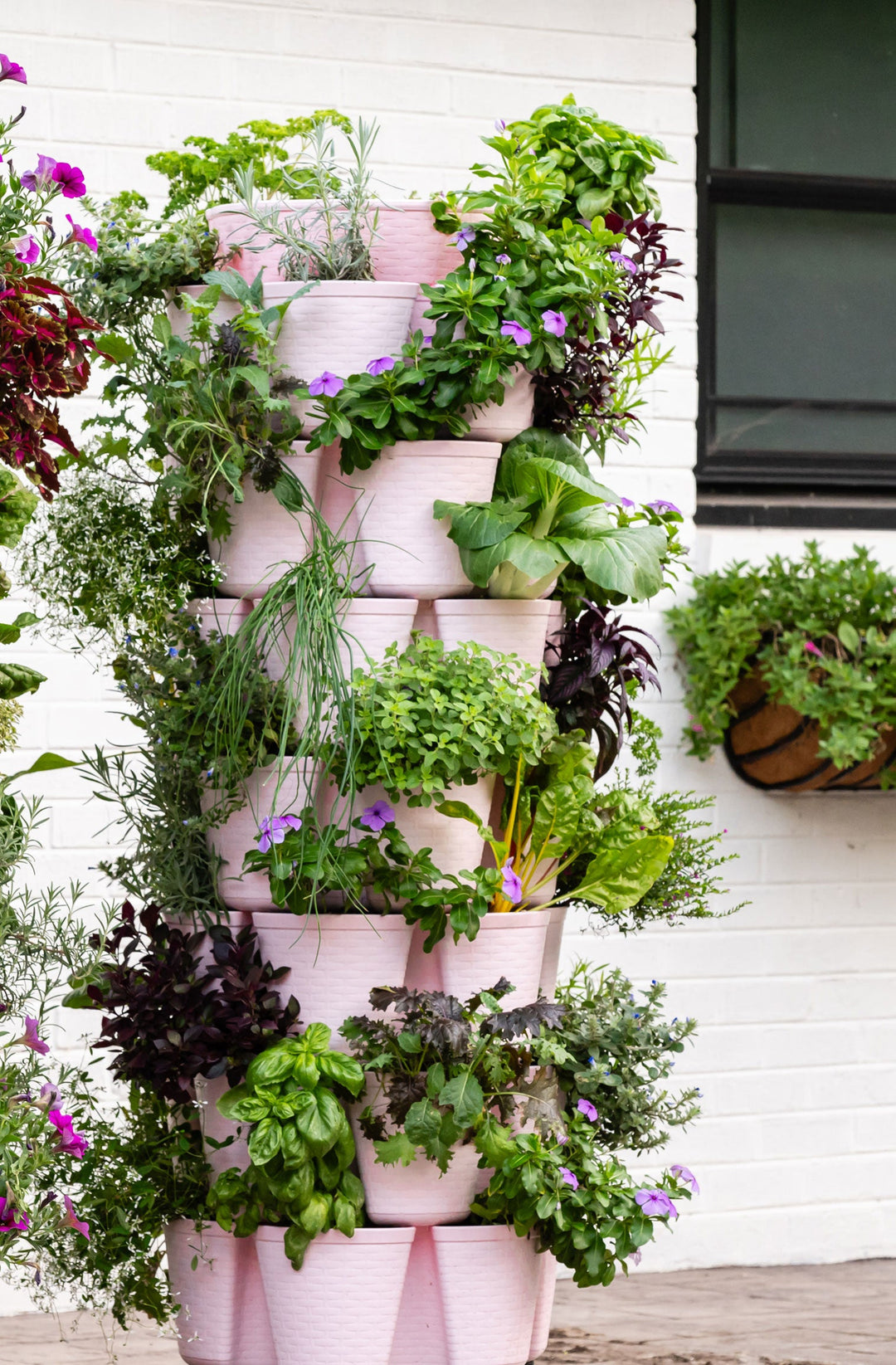 棘.PLANTS il_fullxfull.4210410102_lpvk.jpg