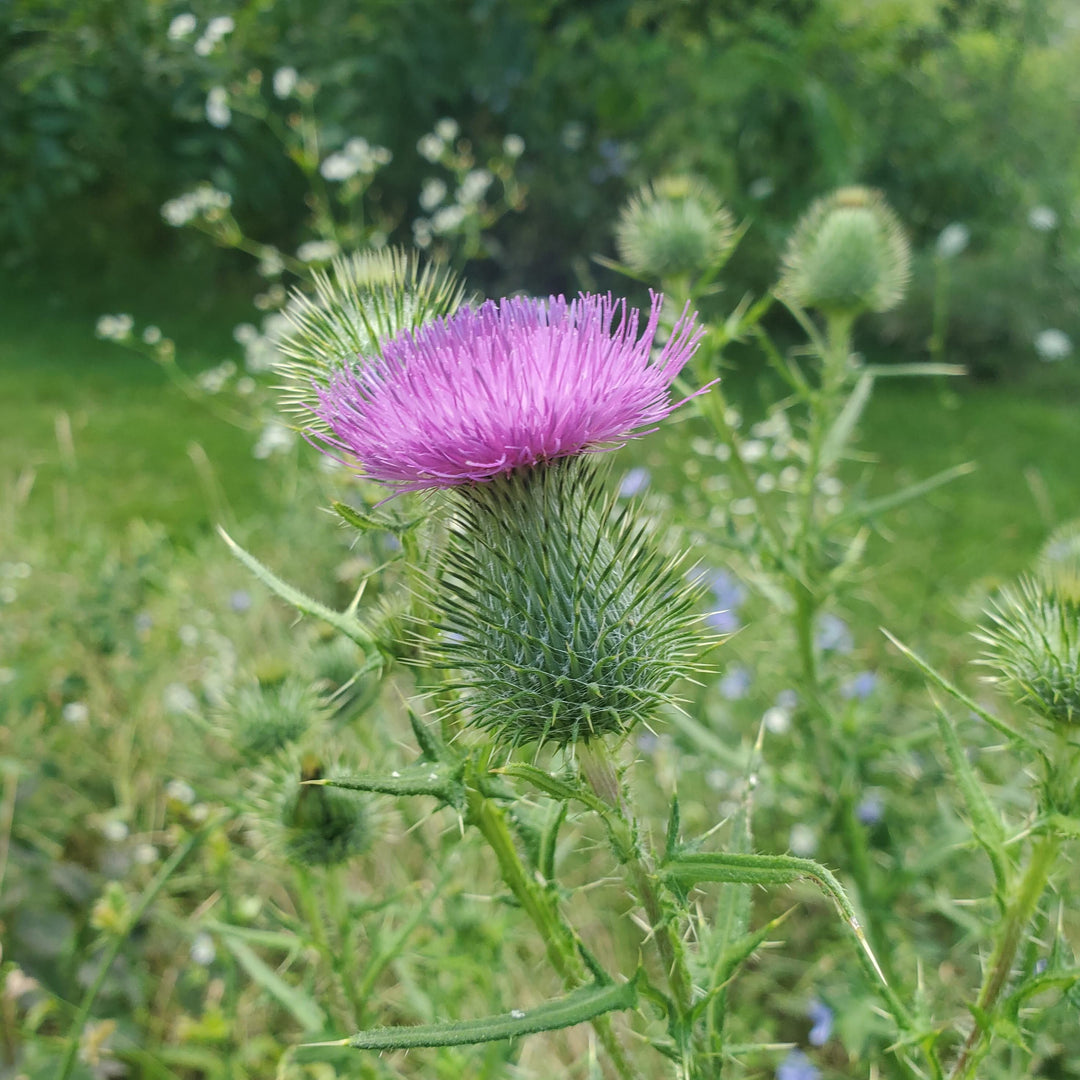 planting milk thistle seeds Milk Thistle