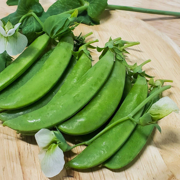 Sugar Snap Pea : 1/4 Pound – MIgardener