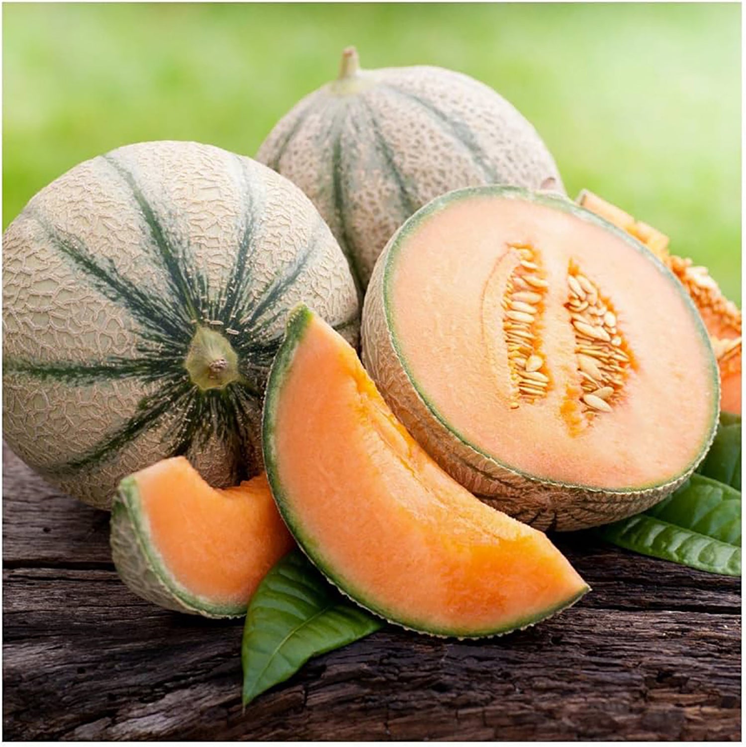 Planters Jumbo Cantaloupe MIgardener
