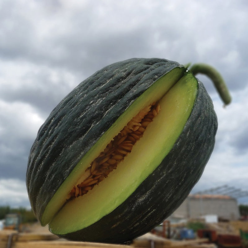 Tendral Verde Tardif Melon