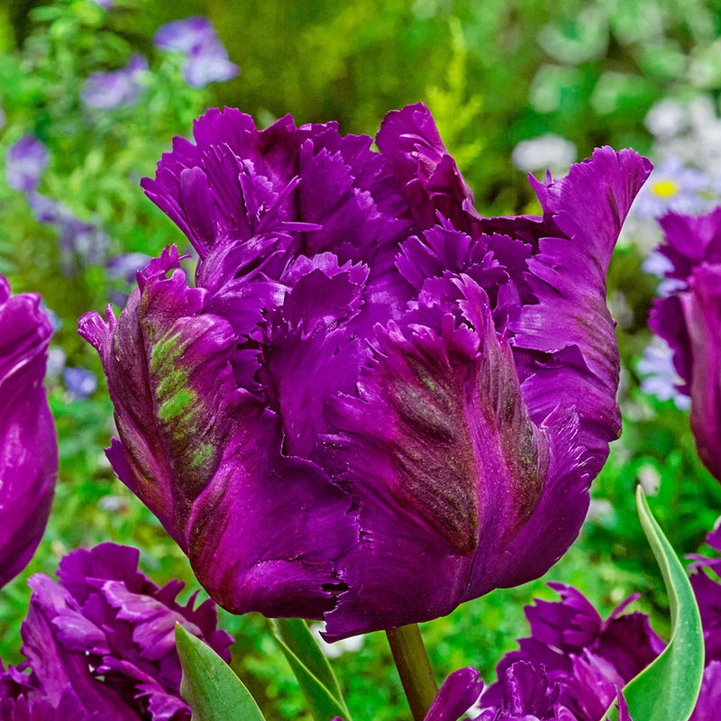 Negrita Parrot Tulip (5 ct)