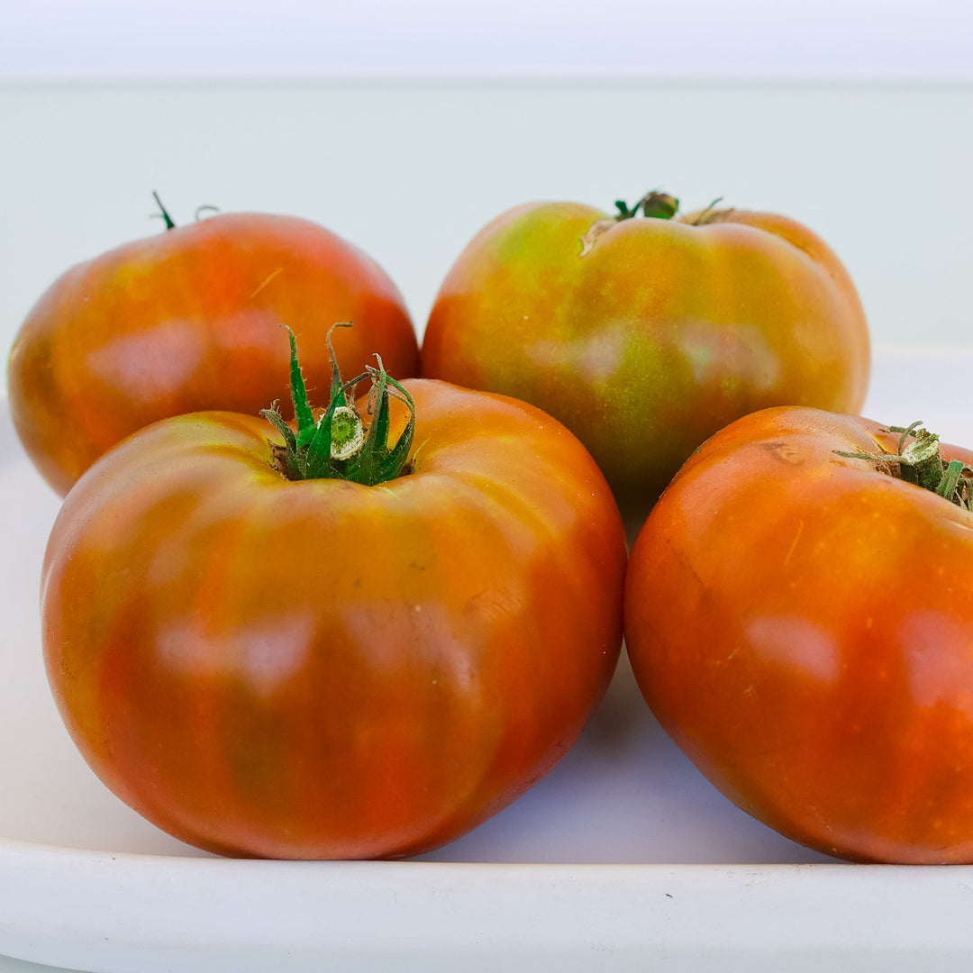 Olive Shades Patio Tomato