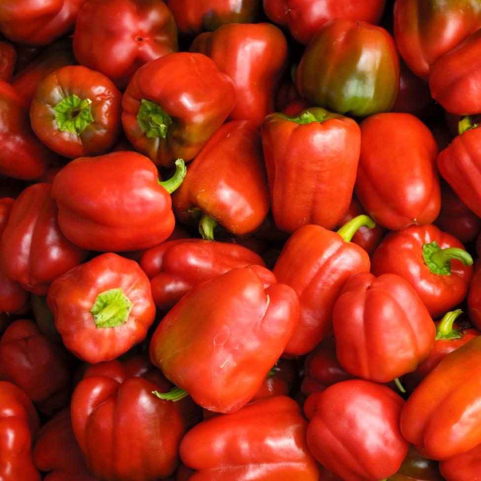 Red Mini Peper Miniature Red Bell Pepper – MIgardener