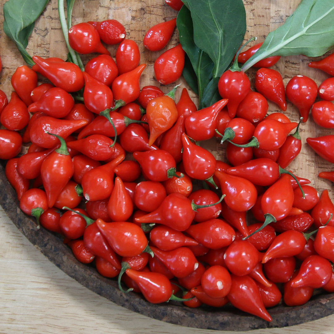 Biquinho Red Pepper